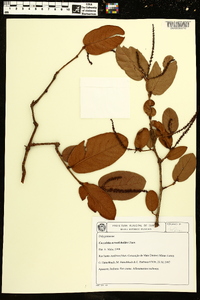 Coccoloba acrostichoides image