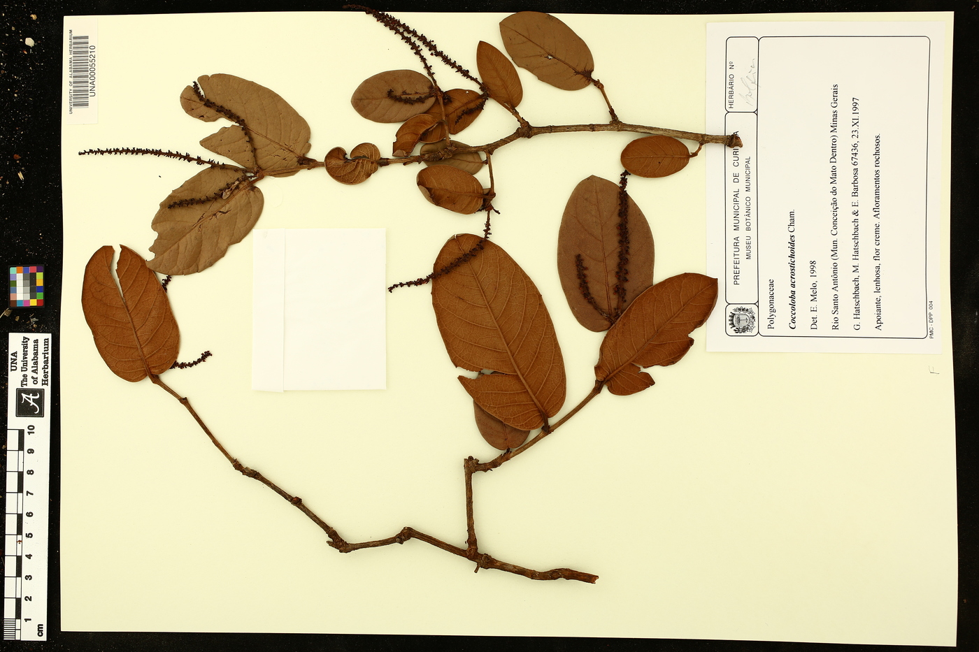 Coccoloba acrostichoides image