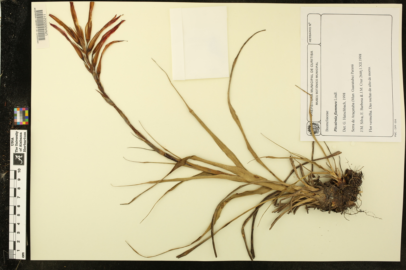 Pitcairnia flammea image