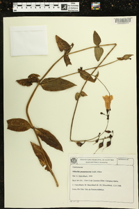 Chelonanthus purpurascens image