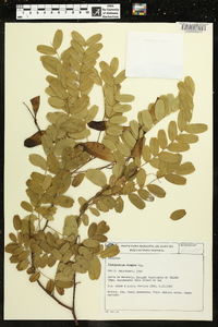 Platypodium elegans image