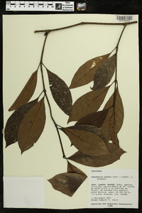 Ronabea latifolia image