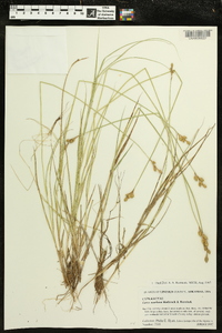 Carex ozarkana image