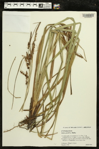 Carex joorii image