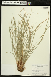 Carex planispicata image