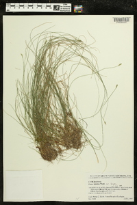 Carex leptalea var. harperi image