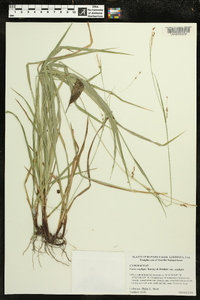 Carex oxylepis image