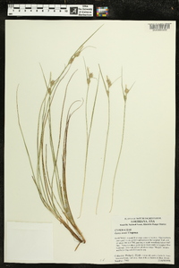 Carex tenax image