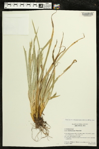 Carex latebracteata image