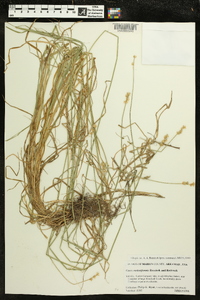 Carex molestiformis image
