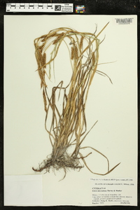 Carex microdonta image