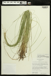 Carex atlantica subsp. capillacea image