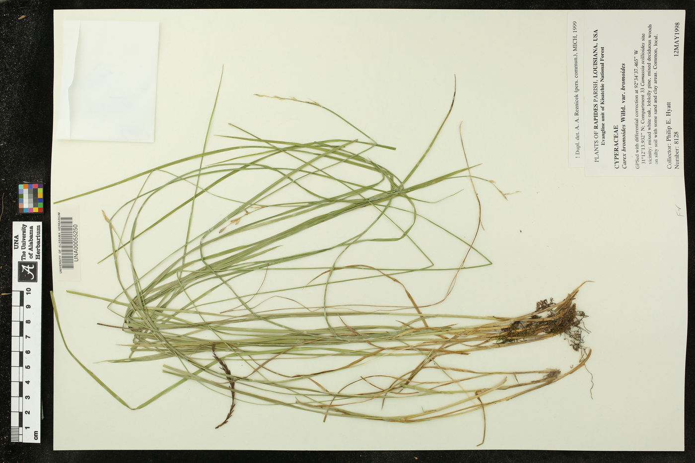 Carex bromoides var. bromoides image