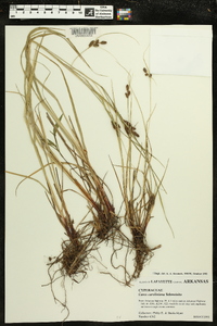 Carex caroliniana image