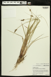 Carex complanata image