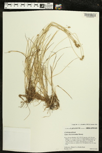 Carex leavenworthii image