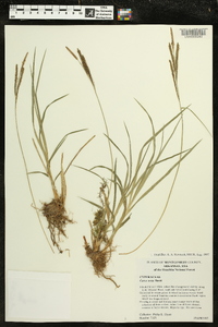 Carex torta image