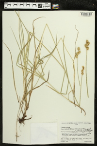 Carex bicknellii image