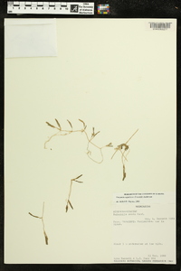 Image of Halophila stipulacea
