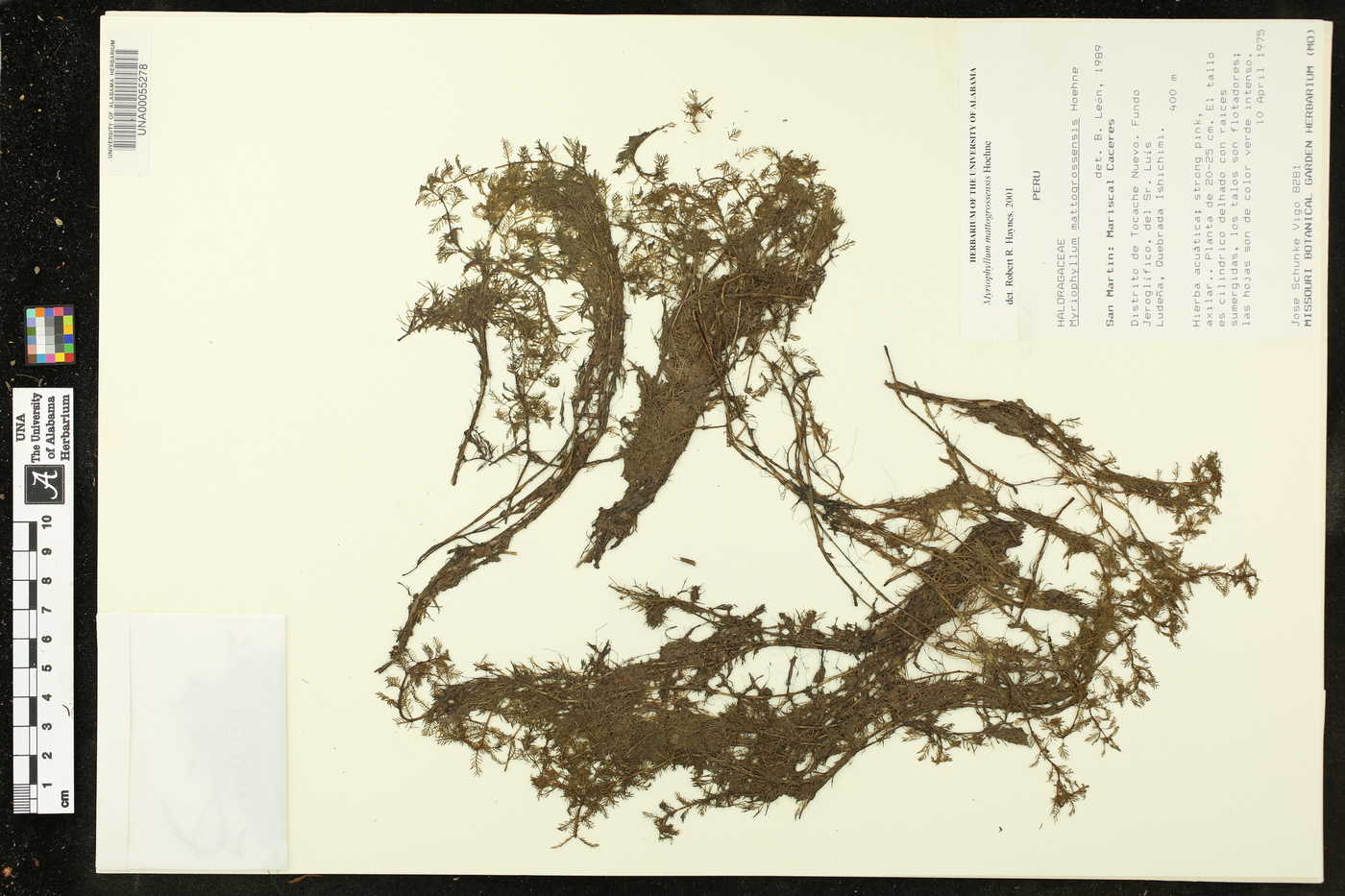 Myriophyllum mattogrossensis image