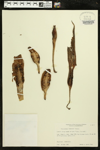 Xanthosoma robustum image