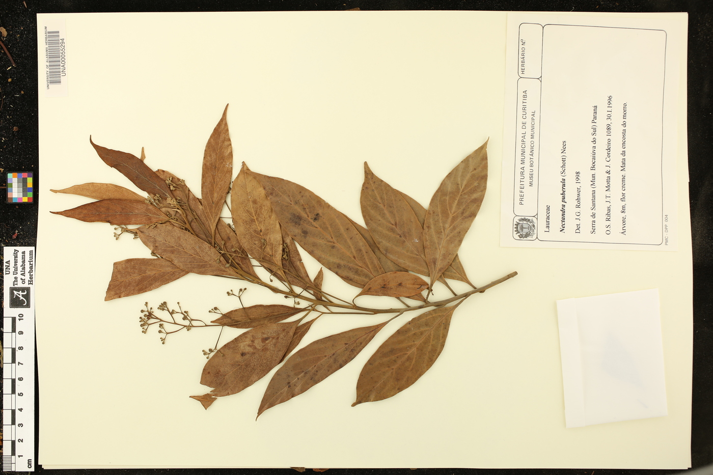 Nectandra puberula image