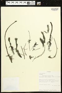 Myriophyllum quitense image