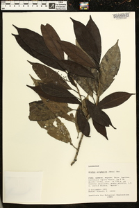 Ocotea aciphylla image