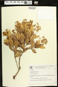 Myrcia arborescens image