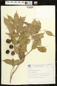 Eugenia copacabanensis image