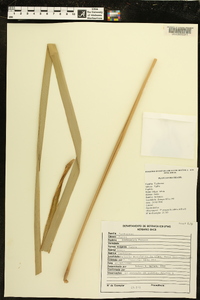 Typha domingensis image