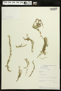 Mayaca fluviatilis image