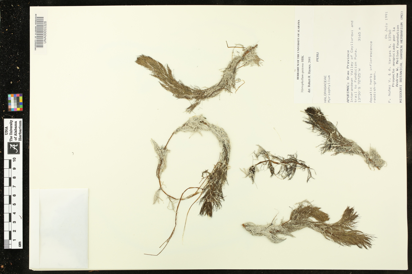 Myriophyllum quitense image