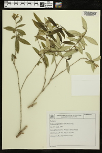 Rudgea parquioides image