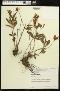 Aspilia foliacea image
