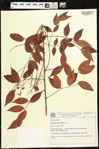 Chamaecrista stillifera image