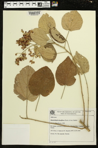 Bastardiopsis densiflora image