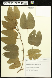 Bauhinia forficata subsp. pruinosa image