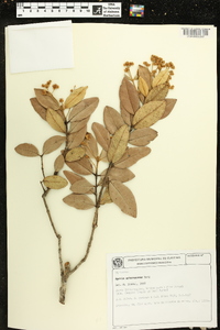 Myrcia arborescens image