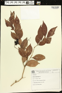 Myrcia leptoclada image