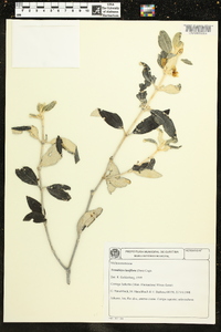 Trembleya laniflora image