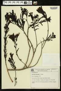 Esterhazya splendida image
