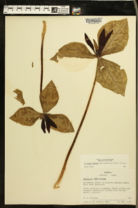 Trillium ludovicianum image