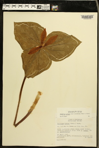 Trillium luteum image