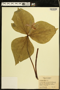 Trillium ovatum image