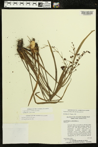 Sagittaria graminea image