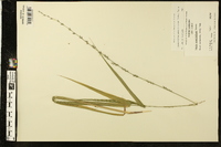 Chasmanthium sessiliflorum image