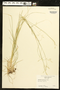 Danthonia compressa image