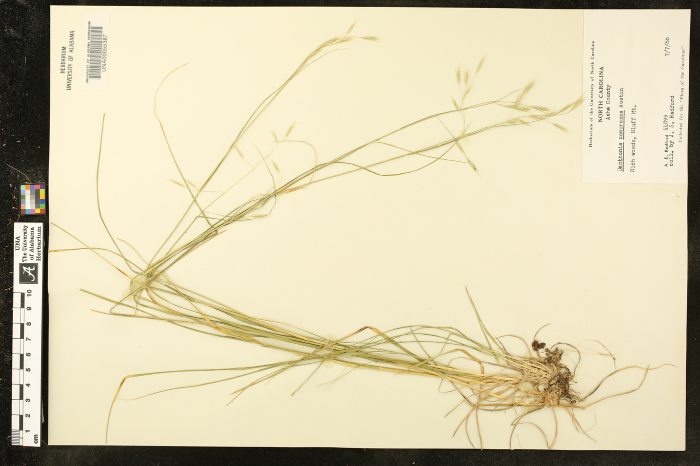 Danthonia compressa image