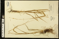 Chasmanthium laxum image